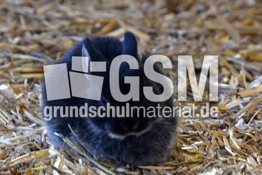 Zwergkaninchen (2).jpg